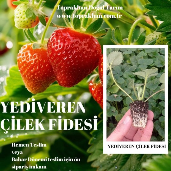 Albion Çilek Fidesi Albion Çilek Fidesi